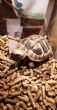 Hermanns : Young approx 5 years old (Buzz)